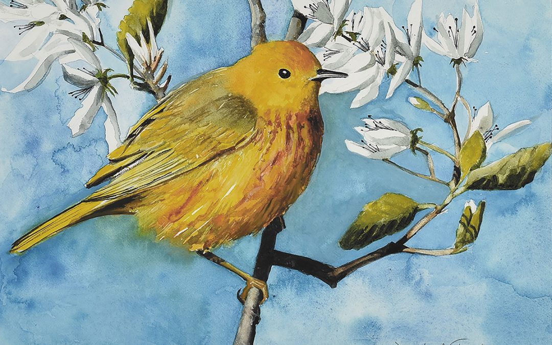 Jennifer Fais "Spring Wedding: Yellow Warbler in Juneberry" 7x10 watercolor/acrylic $340.