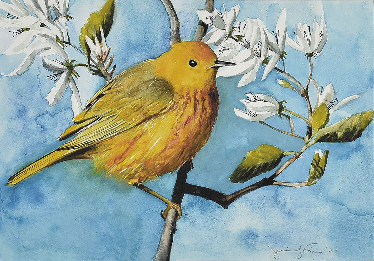 Jennifer Fais "Spring Wedding: Yellow Warbler in Juneberry" 7x10 watercolor/acrylic $420.