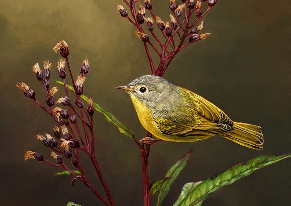 Jennifer Miller "Ironweed" (Nashville Warbler) 10x8 oil on panel $1,075.