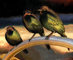 Jennifer Miller "Turbulence - Brewer's Blackbirds" 21x26 oil painting $4,000.
